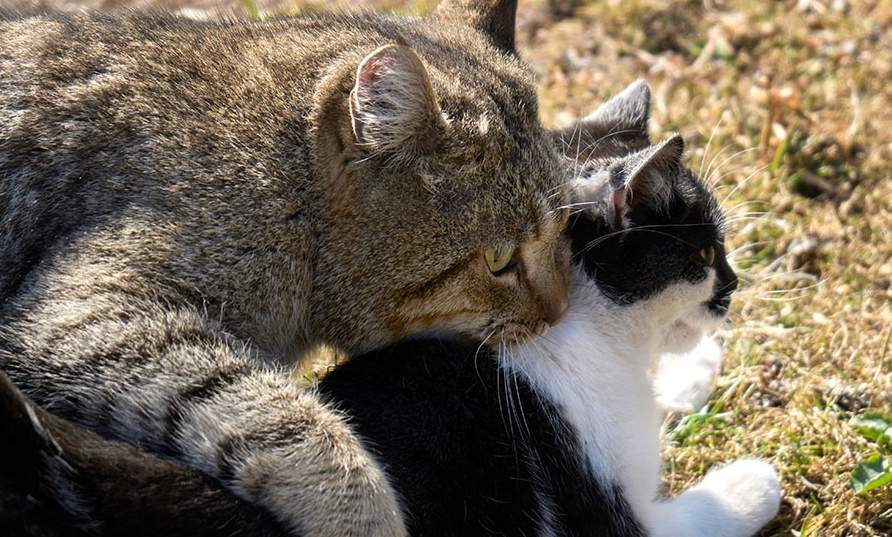 Menjelajahi Proses Kawin pada Kucing, Ternyata Selama Ini Durasinya