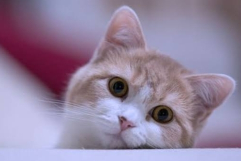 Masih Ragu Pelihara Kucing? Simak Beberapa Manfaat Memelihara Kucing Bagi Kesehatan 