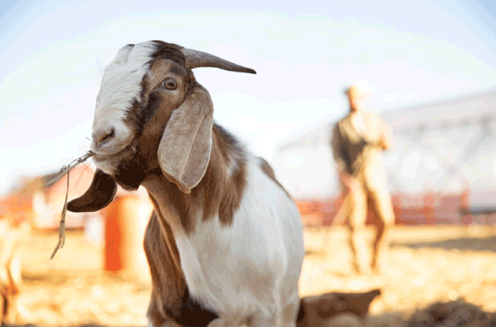 Berapa Banyak Daging Kurban yang Dibagikan kepada yang Berhak? Ini Jawabannya!