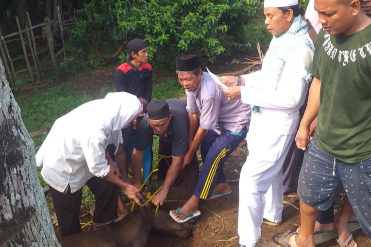 Baru di Era Kades Ismail, Renah Semanek Kurban Hewan Terbanyak 