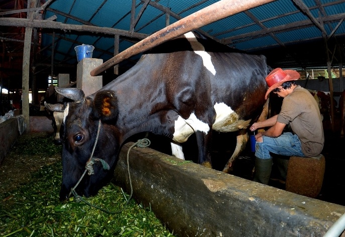 Berkat Program 'Klasterkuhidupku' dari BRI, Klaster Susu di Ponorogo Berhasil Tingkatkan Kapasitas Produksi