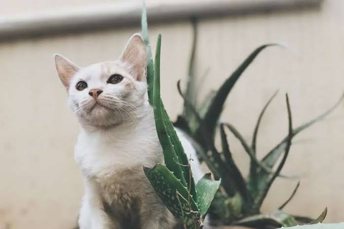 Lidah Buaya Kaya Akan Manfaat Bagi Manusia, Bagaimana dengan Kucing