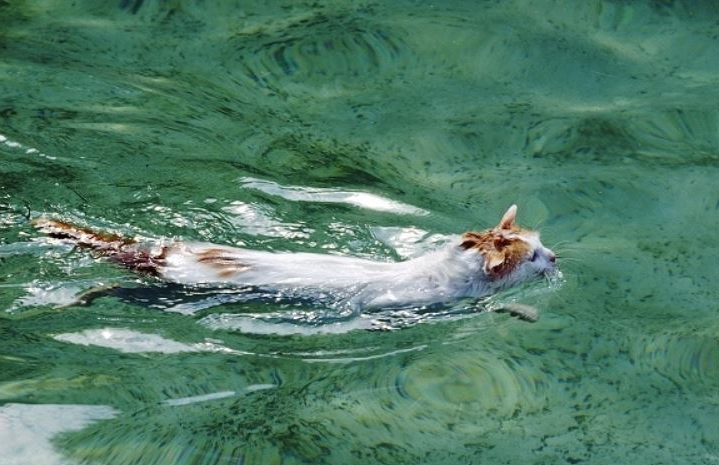 Unik! Selain Menyukai Air, Kucing Ras Ini Juga Pandai Berenang