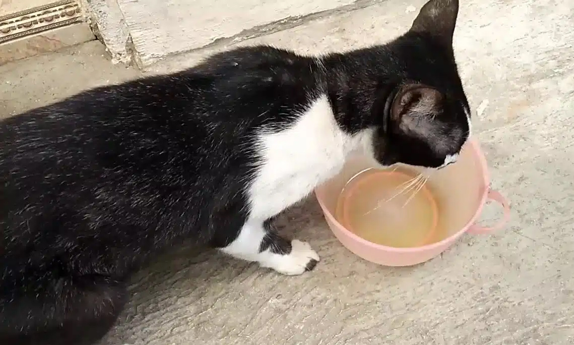 Kucing Minum Minyak Goreng, Apakah Aman? Simak Faktanya ya Cat Lovers