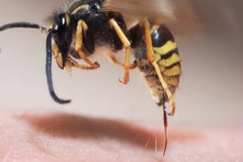 Terkena Sengatan Lebah Jangan Langsung Panik, Simak Pertolongan Pertama Berikut