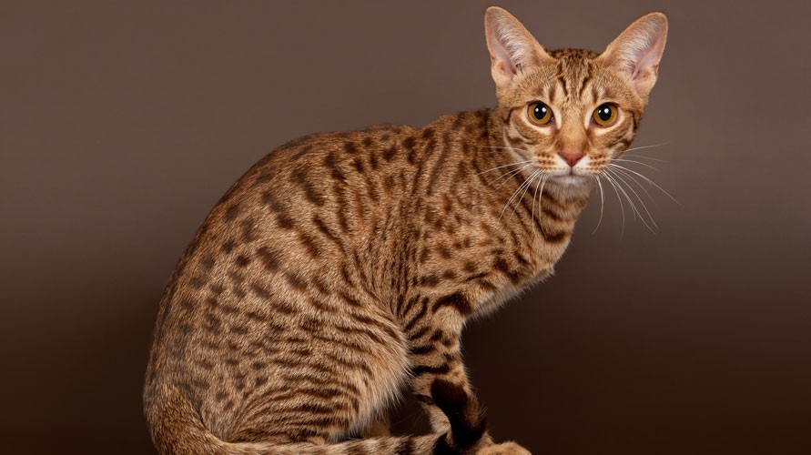 Ocicat, Ras Kucing yang Unik dengan Pesona Mirip Ocelot