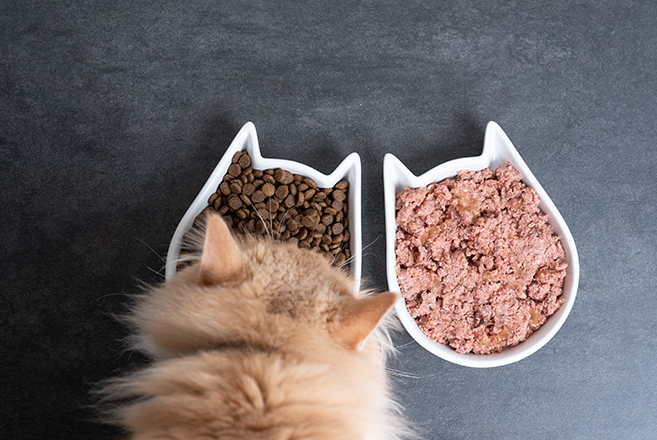Kapan Waktu yang Tepat untuk Mengalihkan Makanan Anak Kucing dari Basah ke Kering? Simak Faktor-faktornya!