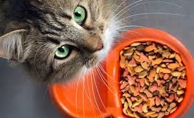 Panduan Pemberian Vitamin dan Makanan Sehat untuk Kucing yang Baru Diadopsi