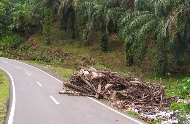 Tumpukan Kayu Dibuang Sembarangan, Camat: Pelaku Akan Ditindak