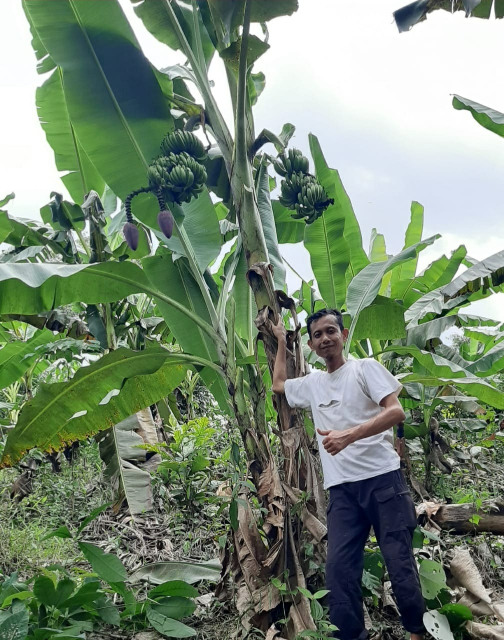 Unik, Pohon Pisang Bertandan Dua, Tiga Jantung