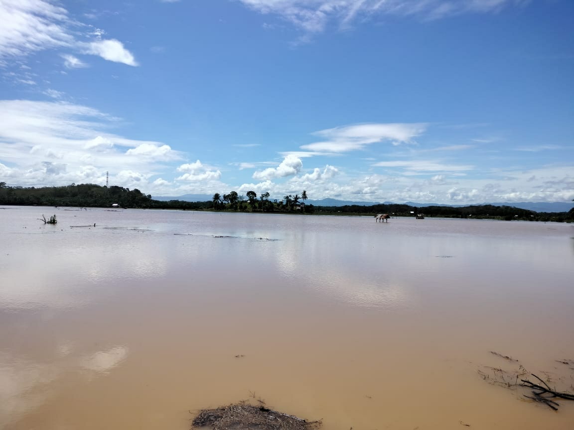 250 Ha Sawah, 3 Rumah dan 1 Masjid Terendam Banjir