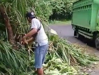 Sepekan, Belasan Pohon Tumbang