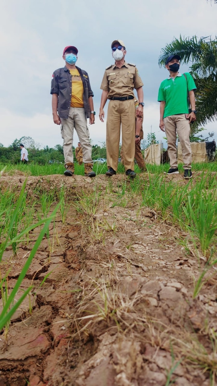 30 Ha Sawah Terancam Gagal, Kadis TPHP Prov “Turun Gunung”