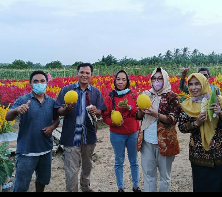 Elvita Ferry Ramli dan Sejumlah Pejabat Panen Melon di Sri Kuncoro