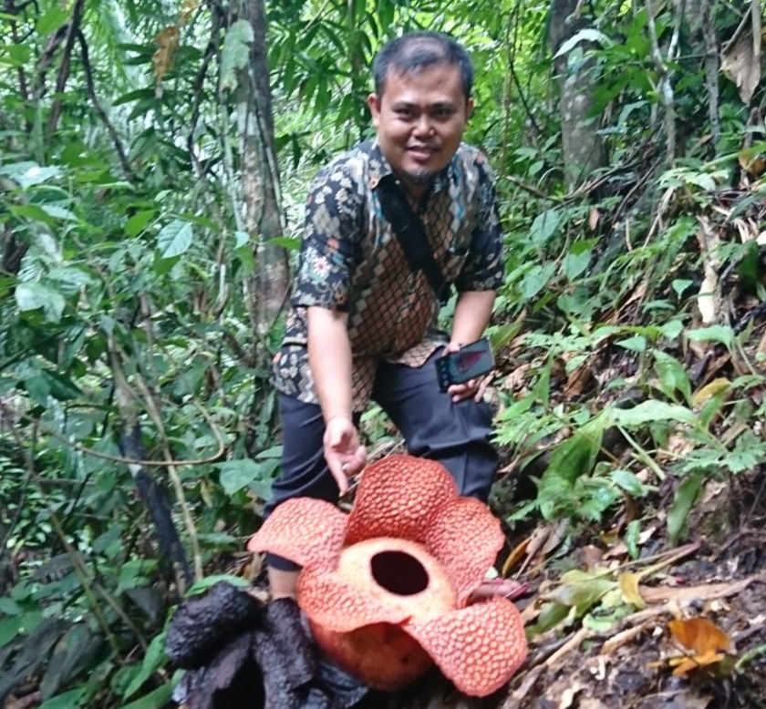 Rafflesia Mekar di Penembang, Sekdes: Boleh Dilihat tapi Jangan Dirusak