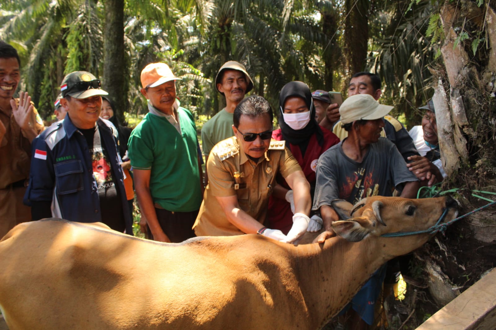 Jembrana Serang Sapi Bali di Benteng, Bupati Bantu Suntikan Vaksin