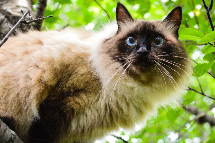 Mengenal Kucing Bali yang Anggun dan Penyayang