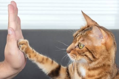 6 Cara Ini Membantu Anda Berkomunikasi dengan Kucing Kesayangan, Yuk Simak 