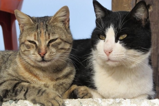 Auto Panik Kucing Peliharaanmu Hilang! Coba Dulu Tips-Tips Berikut Ini