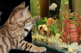 Kucing Sangat Membenci Air, Tapi Kok Bisa Senang dengan Ikan, Oh Ini Alasannya