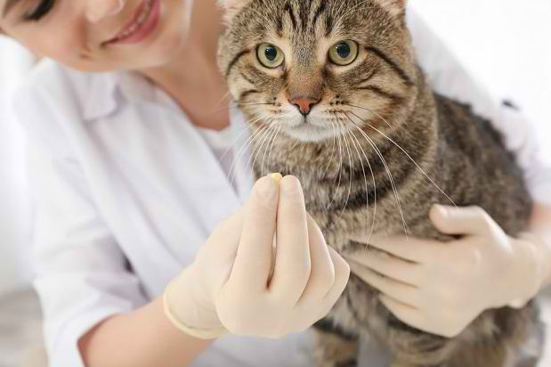 Rekomendasi Obat Cacing untuk Kucing Peliharaan, Ampuh Cegah Infeksi Parasit dan Aman Buat Anabul