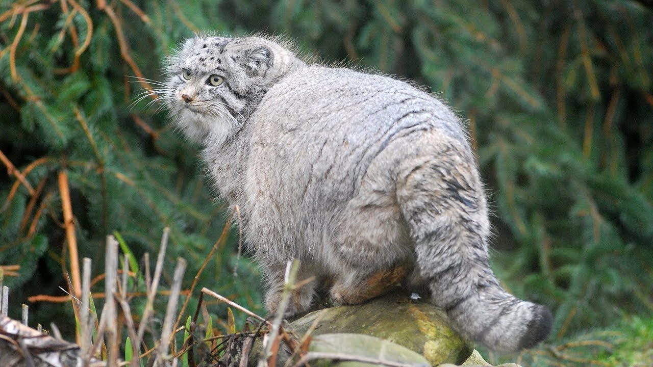 Mengenal Kucing Pallas (Manul) Spesies Liar di Asia Tengah dan Barat, Juga Terkenal Pemburu yang Tangguh