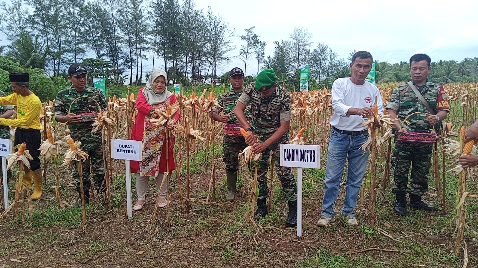 Didampingi TNI, Pemdes Pasar Pedati Panen Jagung