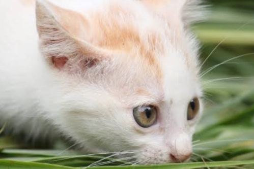 Bingung Kenapa Kucing Makan Rumput, Ternyata Ini Alasannya