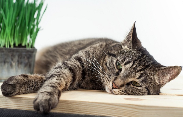 Yuk Kenali Masalah Kesehatan Ringan yang Sering Menyerang Kucing Peliharaan, Bukan Hanya Batuk dan Bersin
