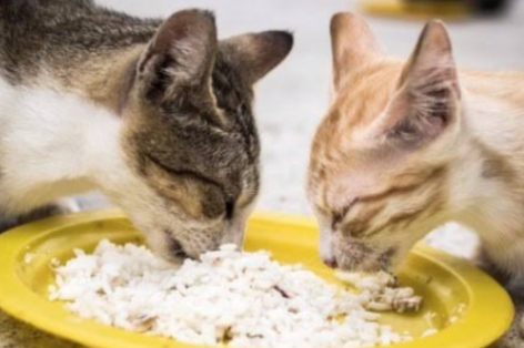 Jangan Sembarangan, Ini Makanan Manusia yang Boleh Dikonsumsi Kucing