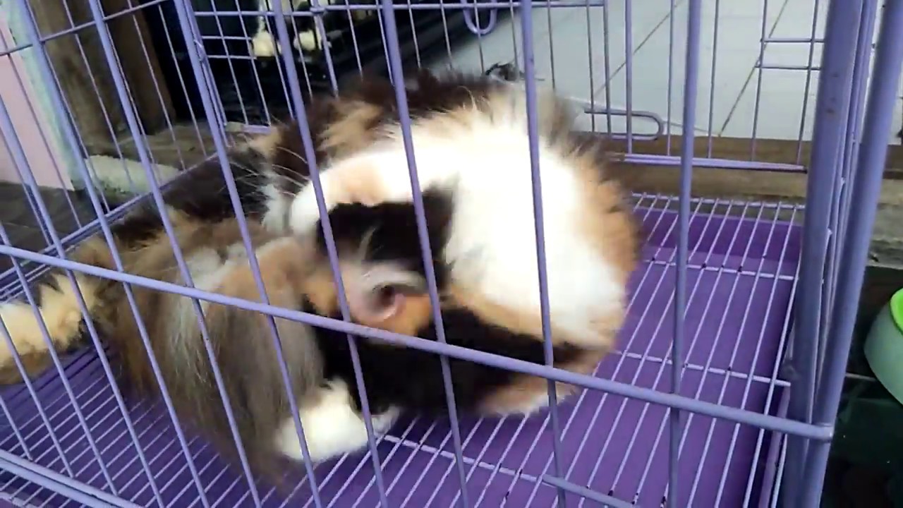 Pro dan Kontra Mengawinkan Kucing di Dalam Kandang, Simak Langkah Tepatnya Agar Hasilkan Kucing Sehat