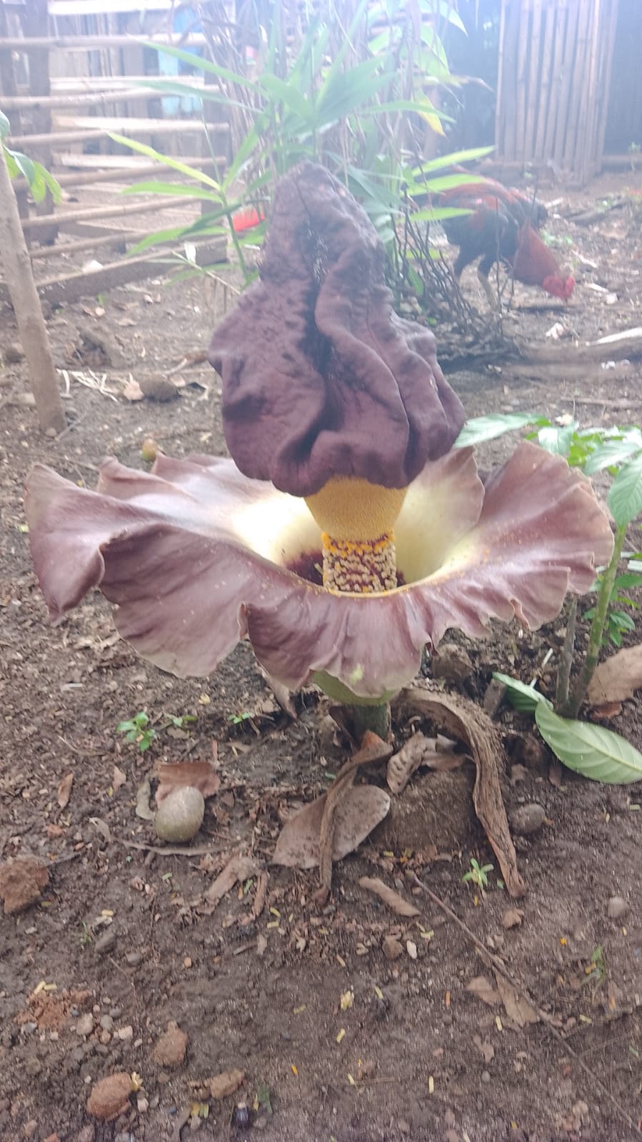 Langka, Ada Bunga Kibut Tumbuh di Perkarangan Rumah Warga