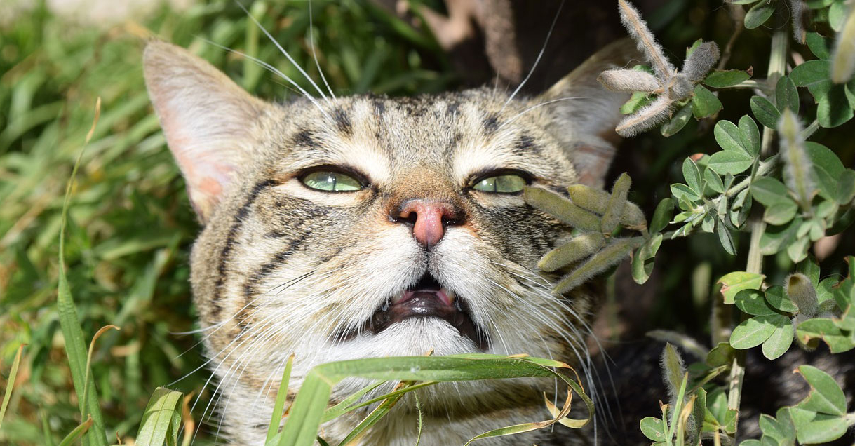 Segudang Manfaat Tanaman Thyme untuk Kucing, Perhatikan Cara Pemberiannya!
