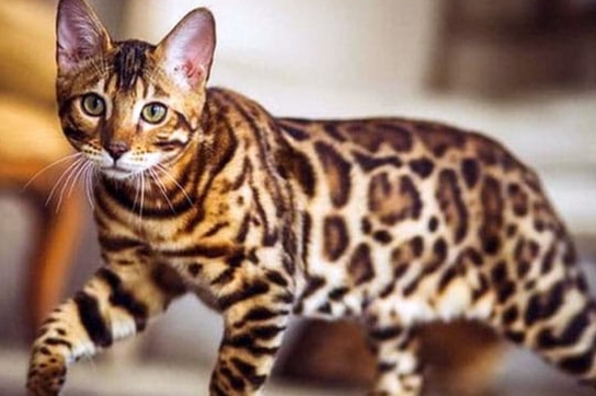 Berniat Memelihara Kucing Bengal? Simak Dulu Karakteristik dan Perawatannya Berikut 