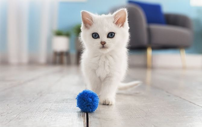 Tips Membersihkan Kotoran Mata Kitten Agar Bersih dan Terawat, Cukup Pakai Bahan Ini