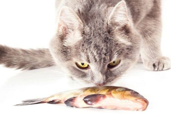 Sederet Manfaat Ikan sebagai Makanan Kucing Persia 