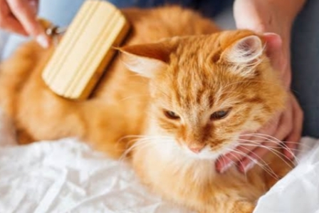 Tips Merawat Bulu Lebat Kucing Persia agar Selalu Sehat dan Indah 