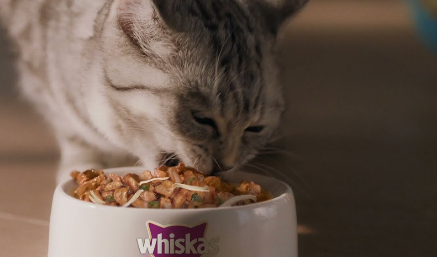 Memberikan Whiskas Basah untuk Makanan Anak Kucing Kampung, Emang Boleh?