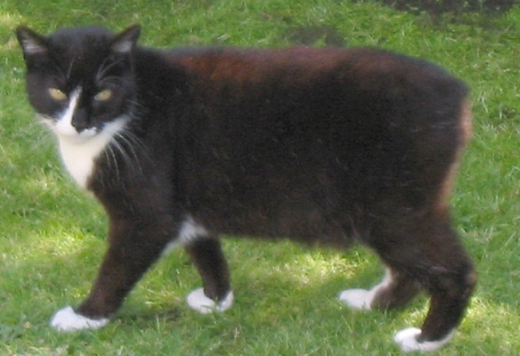 Fakta Unik Kucing Manx: Ras Ekor Terpendek Berasal dari Isle of Man