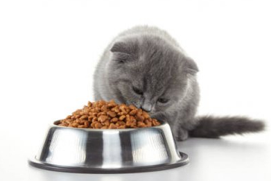 5 Rekomendasi Makanan Kering Kitten, Mudah Dibuat dan Buat Anabul Nafsu Makan Hingga Ketagihan