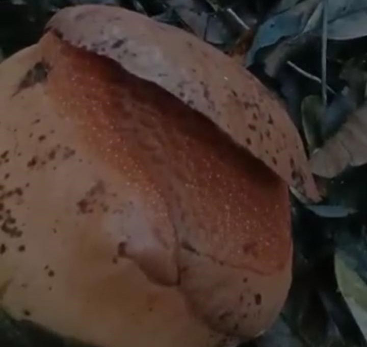 Pekan Ini Rafflesia Arnoldii Mekar di Liku Sembilan Bengkulu Tengah