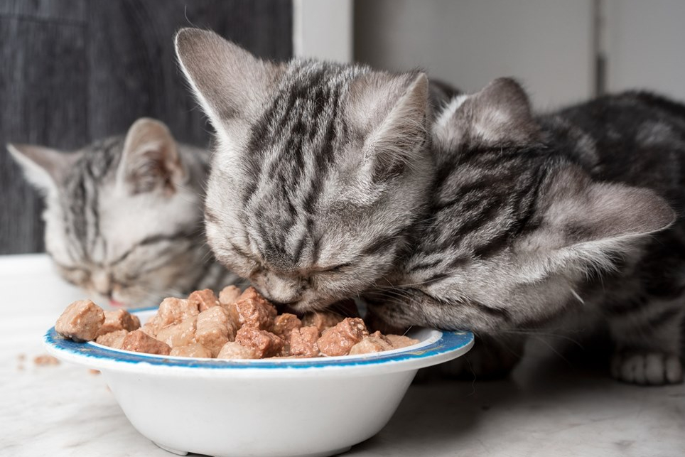 Mudah dan Bernutrisi Tinggi! Inilah 5 Rekomendasi Makanan Basah Kitten, Dijamin Bikin Anabul Ketagihan