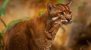 Mengenal Kucing Merah, Satwa Endemik Pulau Borneo yang Terancam Punah