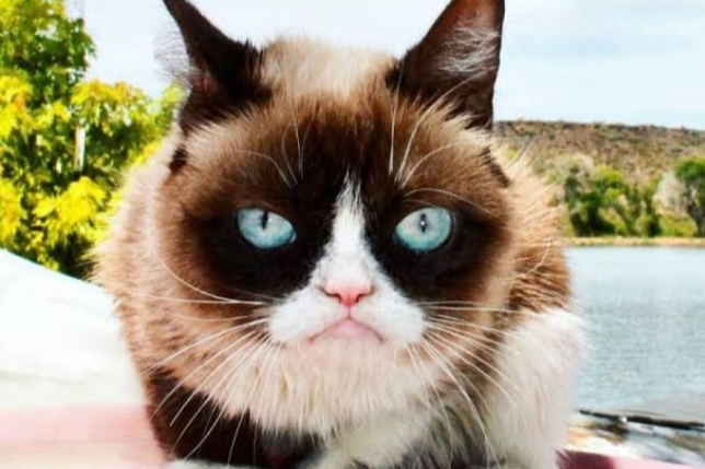 Grumpy Cat: Kucing Seleb dengan Jutaan Follower di Media Sosial, Kekayaannya Bikin Geleng-Geleng 