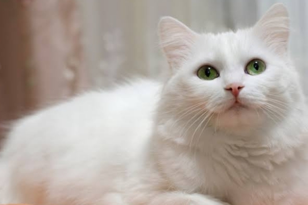 Kucing Anggora: Sifat, Perawatan, dan Kepribadiannya