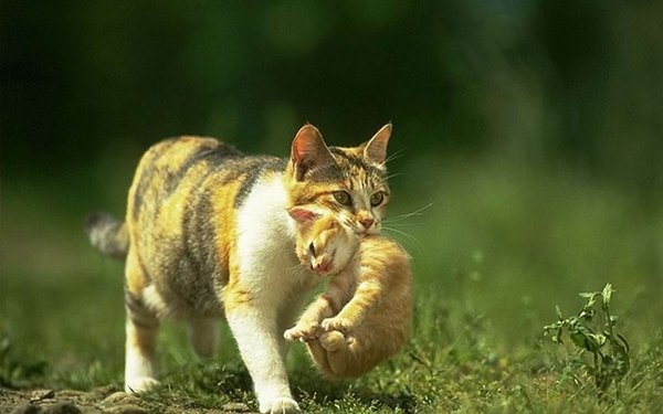 Terungkap, Ini Alasan Kenapa Kucing Sering Berpindah-pindah Tempat Setelah Melahirkan