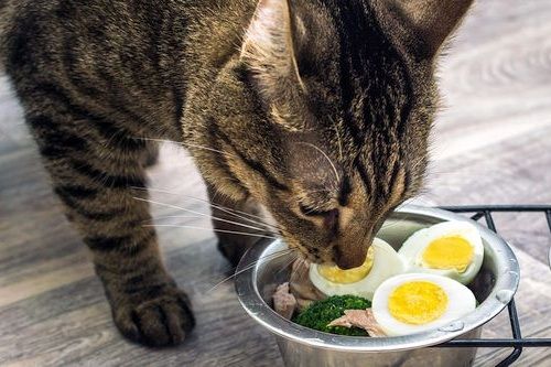 Kucing Peliharaan Kebanyakan Memakan Telur Kaya Protein, Ada Manfaat dan Resikonya, Bisa Buat Diet?