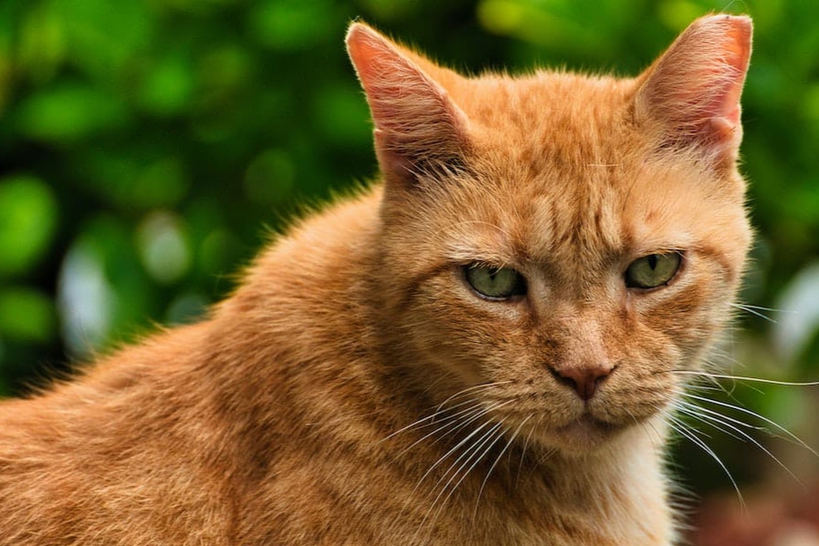 Ini Alasan Kucing Oren Kerap Dijuluki Kucing Barbar
