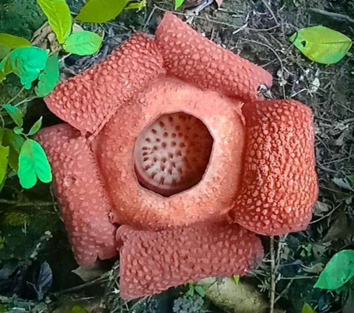 Rafflesia Mekar di Objek Wisata Cu'up Pesuk 
