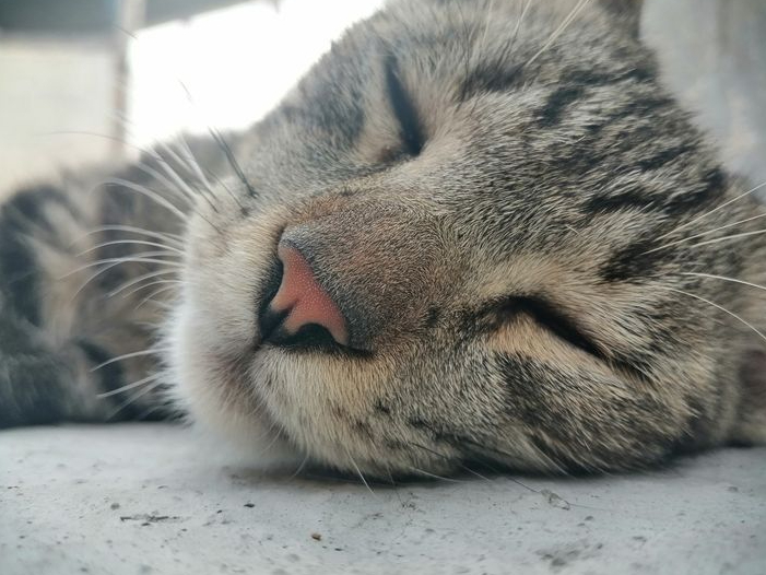 Menggemaskan! Berikut 10 Makna Dibalik Posisi Tidur Kucing